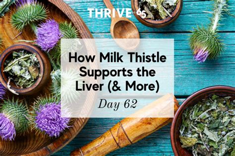 How Milk Thistle Supports the Liver (+ Other Benefits) | Price-Pottenger