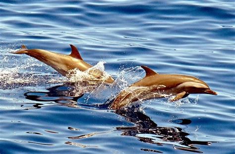 Pantropical Spotted Dolphin – "OCEAN TREASURES" Memorial Library