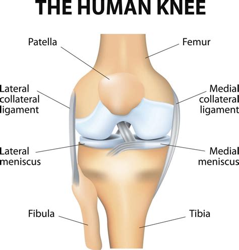 The knee: Anatomy, injuries, treatment, and rehabilitation