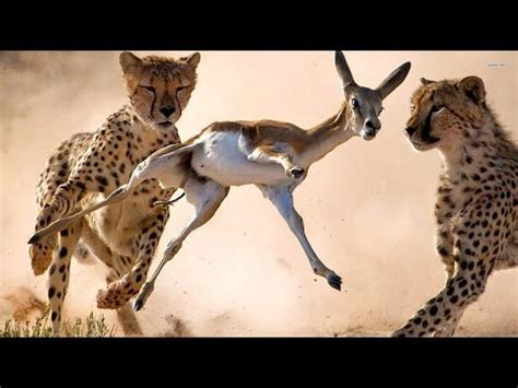 HUNGRY | CHEETAH SPEED IN HUNTING ITS PREY. - YouTube