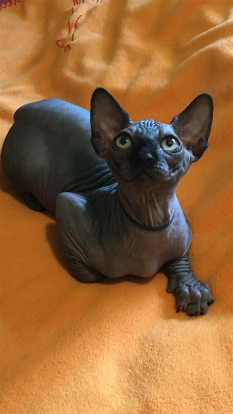 Sphynx Breeders