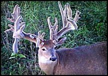 Iowa World Record Whitetail Deer