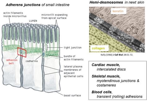 Cytoskeleton, Molecular Motors, and Cell Motility – Physiology