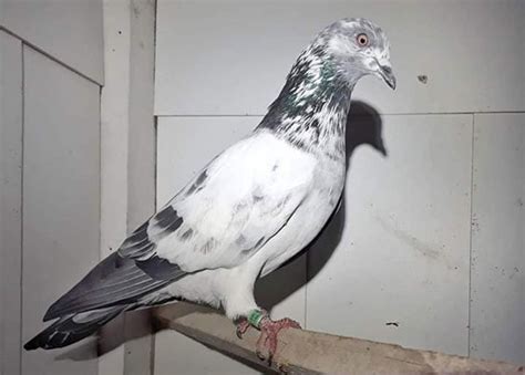 Tippler Pigeon: Origin, Appearance, Behavior, Care, And More