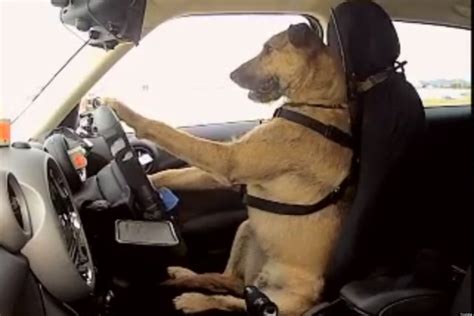 9 Animals Acting Like Humans (VIDEOS) | HuffPost