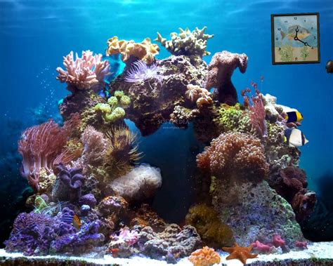 Pin by Kay on Awesome | Reef aquarium, Saltwater fish tanks, Reef tank aquascaping