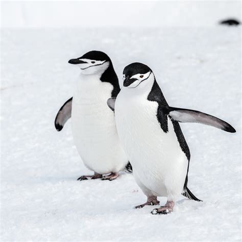 Why Penguins' Feet Don't Freeze