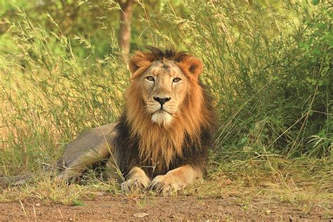 ASIATIC LIONS - Chanakya Mandal Online
