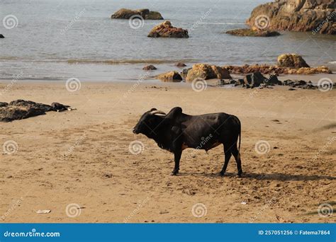 Cow Strolling at Gokarna Beach - Arabian Sea - Indian Beach Holiday Stock Photo - Image of ...