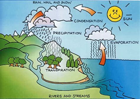 The Water Cycle - 5th Grade Science