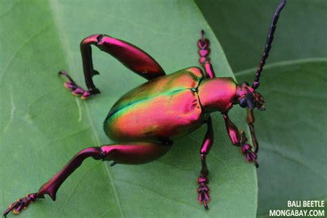 Invertebrates in the Rainforest Canopy