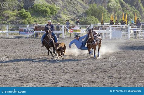 Steer Wrestling Rodeo Competition Editorial Stock Image - Image of fare, competition: 117679174