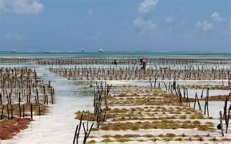 Seaweed Farming in the Philippines - BORGEN