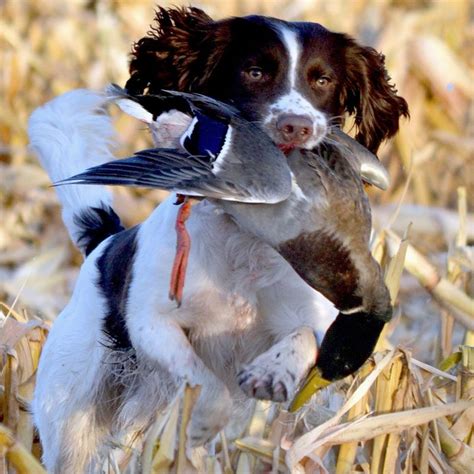 Rocky the spaniel springs into action on a greenhead retrieve in ...