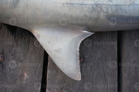 Closeup shark fin with selective focus. A shark caught by a local ...