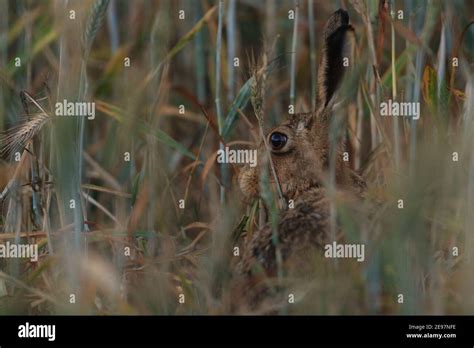 Brown Hare in their natural habitat Stock Photo - Alamy