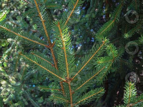 Picea abies. Norway spruce. Leaf - Leaf - Picea abies (Norway spruce) - Picea (Spruce ...