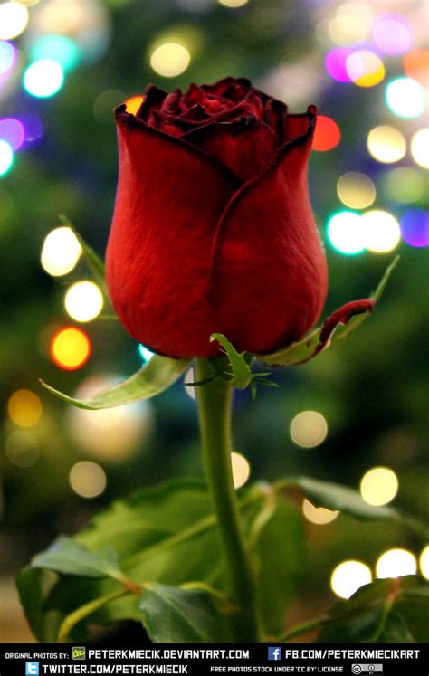 Free Stock Christmas Rose Bokeh Flower Red Green by PeterKmiecik on ...