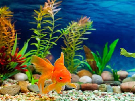 Goldfish Water: Types And Aquatic Conditions For Your Pet - JapaneseFightingFish.org