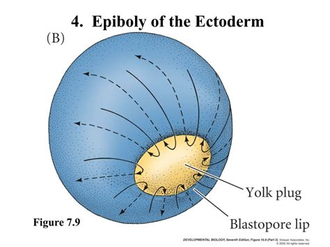 PPT - Gastrulation PowerPoint Presentation, free download - ID:9412255