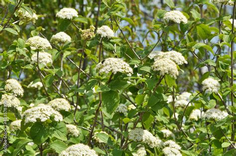 Viburnum (Viburnum lantana) blooms in spring Stock Photo | Adobe Stock