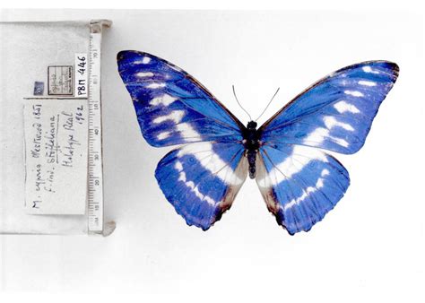 Morpho c. cypris (type specimens)