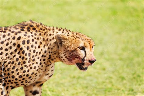 Side view portrait of wild cheetah after feasting Stock Photo | Adobe Stock