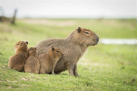 Photo Family by Bruno Lorenzatti on 500px in 2020 (With images ...