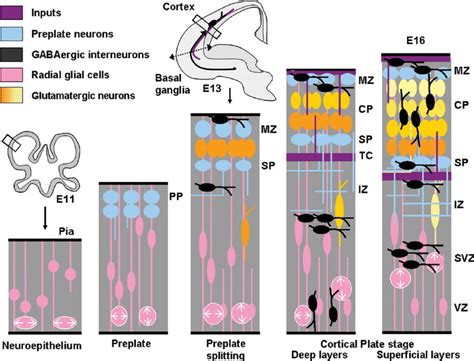 [DIAGRAM] Cerebral Cortex Layer Diagram - MYDIAGRAM.ONLINE