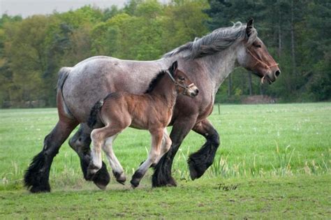 Belgian Draft Horse Info, Origin, History, Pictures | Horse Breeds ... | Horses, Horse breeds ...