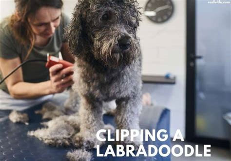 How To Groom A Poodle At Home [DIY] - Oodle Life