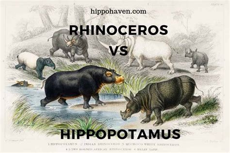 Hippo Vs Rhino Vs Elephant