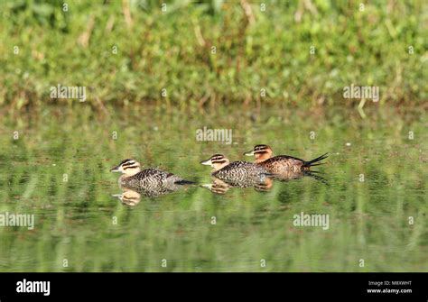 Maskerstekelstaart man en vrouw in moeras; Masked Duck male and female ...