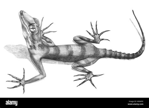 Lizard hand-drawn illustration in sketch style Stock Photo - Alamy