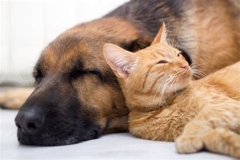 How To Make Your Dog and Cat Become Friends