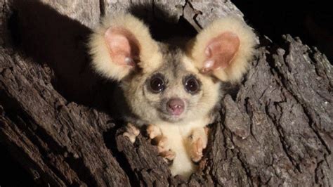 Two New Fluffy Marsupial Gliders Discovered In Australia | Mammals, Marsupial, Australia