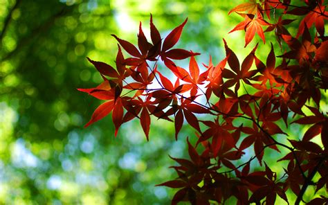 Bokeh, vert, automne, feuilles d'érable rouge Fonds d'écran | 1680x1050 ...