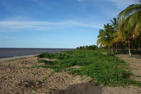 Awala Yalimapo Beach French Guiana | Awala Yalimapo Beach Fr… | Flickr