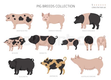 Pig breeds collection 1. Farm animals set. Flat design | Stock vector ...