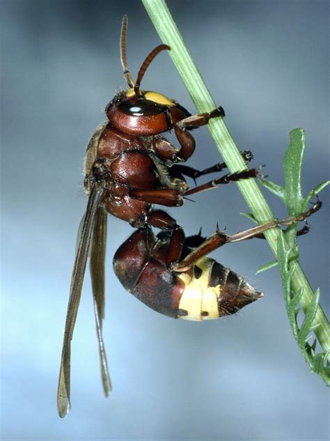 Solar-Powered Hornet Found; Turns Light Into Electricity