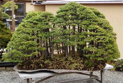 Forest, in miniature | Bonsai forest, Bonsai tree, Bonsai