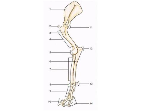 Dog Forelimb Bones Diagram | Quizlet