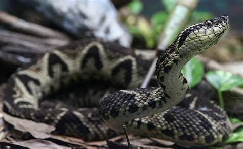 Brazilian Viper Venom May Become Tool In Fight Against Coronavirus: Study