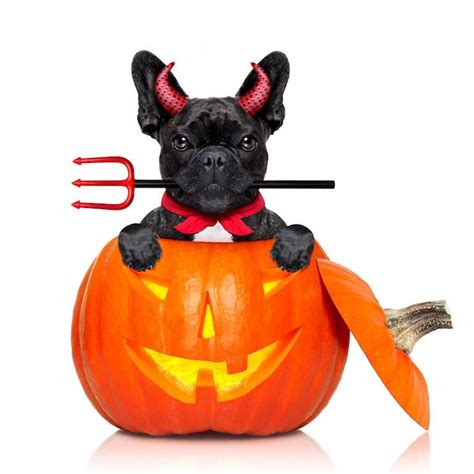 "Happy Halloween!", French Bulldog Puppy Pumpkin Dress, Pumpkin Witch, A Pumpkin, Pumpkin ...