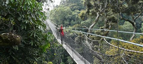 Nyugwe forest national park - Rwanda National Parks | Chimpanzee Trek