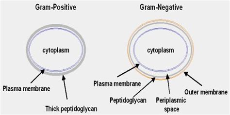 Cell Envelope - Assignment Point