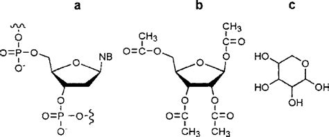 a Schematic geometrical representation of the coupling of 2-deoxyribose... | Download Scientific ...