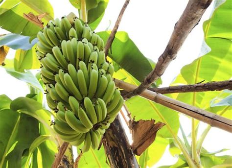 Grand Nain Banana Plant | Shrubs & Trees Depot