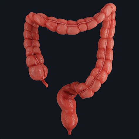 The Large Intestine – Complete Anatomy