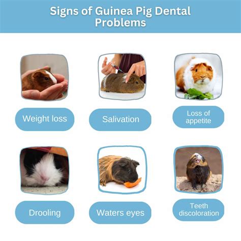 GUINEA PIG TEETH TRIMMING COST | OVERGROWN GUINEA PIG TEETH SYMPTOMS ...